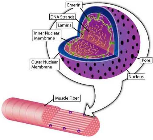 The Cell Necleus: Lamins A and C, normally located just inside the inner nuclear membrane, and emerin, normally located between the inner nuclear membrane and the lamins, may serve as mechanical supports and/or may interact with the gene-containing DNA strands inside the nucleus. Muscle fibers contain many nuclei, each of which is surrounded by an envelope with pores that allow material to move in and out of the nucleus.