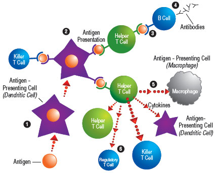 The Immune Response: An immune response starts when an antigen-presenting cell, such as a macrophage or dendritic cell, sees an antigen and then engulfs and digests it (1). Antigen-presenting cells then display pieces of the antigen to killer T cells or helper T cells of the immune system (2). Helper T cells can either show the antigen to B cells (3), which then produce antibodies (4); or they can secrete cytokines, which stimulate macrophages, dendritic cells and other T cells (5). After the immune system has done its work, helper T cells can secrete cytokines that kill other helper and killer T cells but increase the number of regulatory T cells (6).
